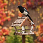 Futterhaus für Vögel