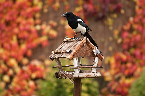 Futterhaus für Vögel